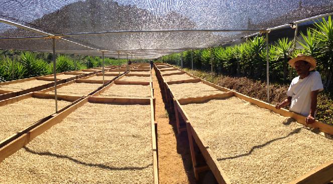 proses kering pengeringan buah kopi